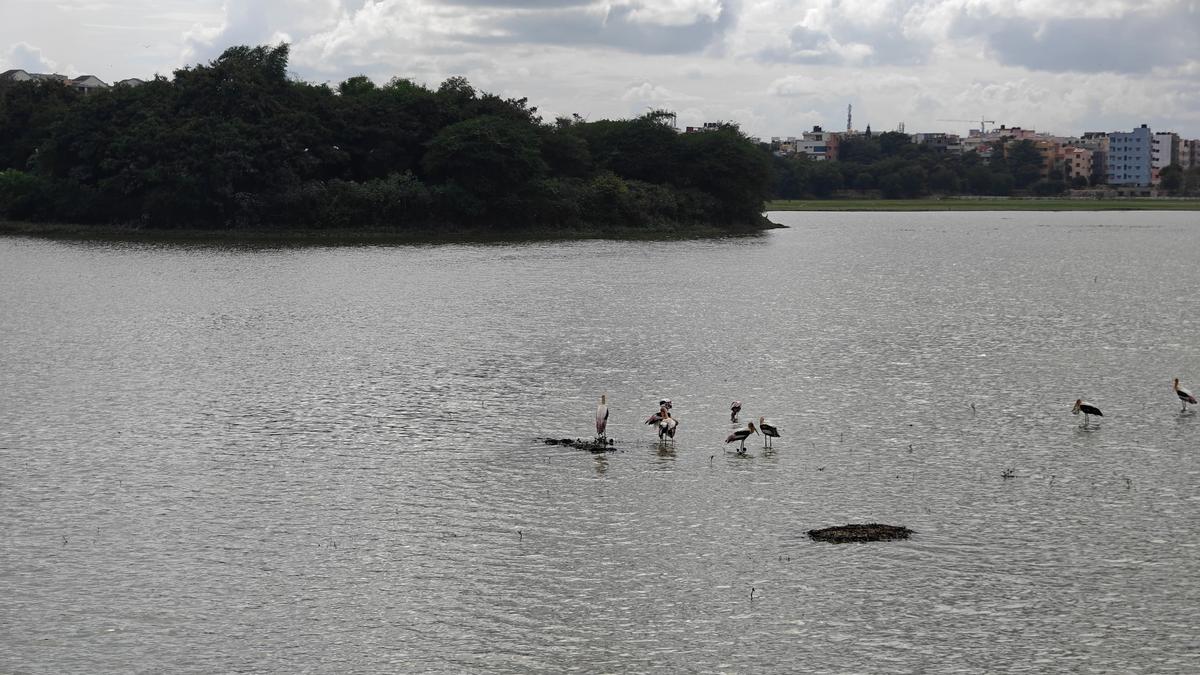 The complex process of restoring lakes in Bengaluru